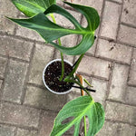 Monstera dilacerata 'Burle Marx Flame' | Seller's Choice, Hong Kong Collection