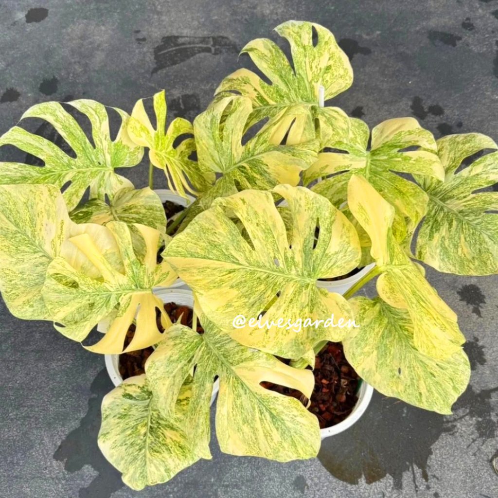 Monstera 'Legacy' TC | Seller's Choice, Hong Kong Collection