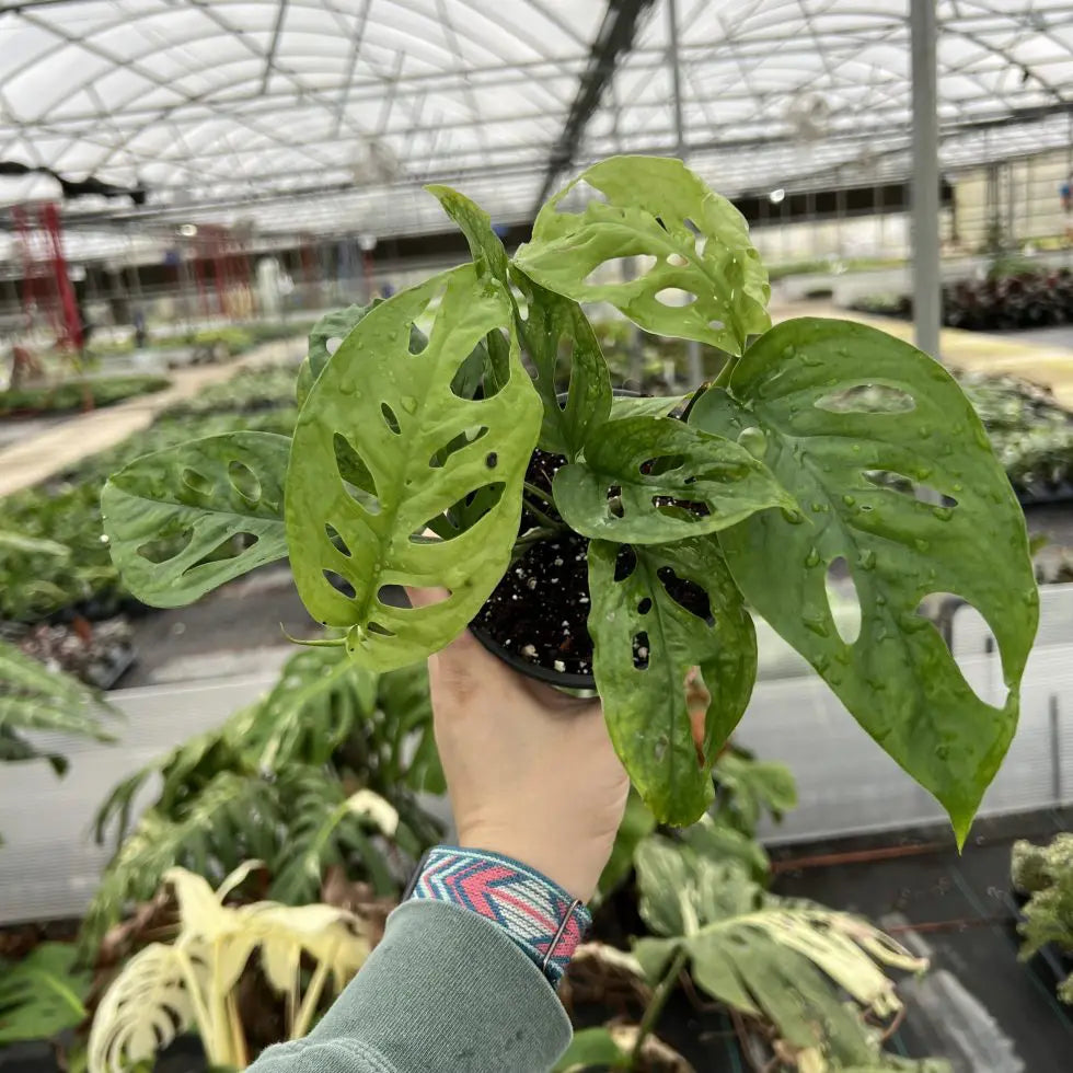 Monstera Esqueleto | Seller's Choice, Hainan Collection