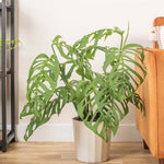 Monstera 'Esqueleto' | Seller's Choice, Hong Kong Collection