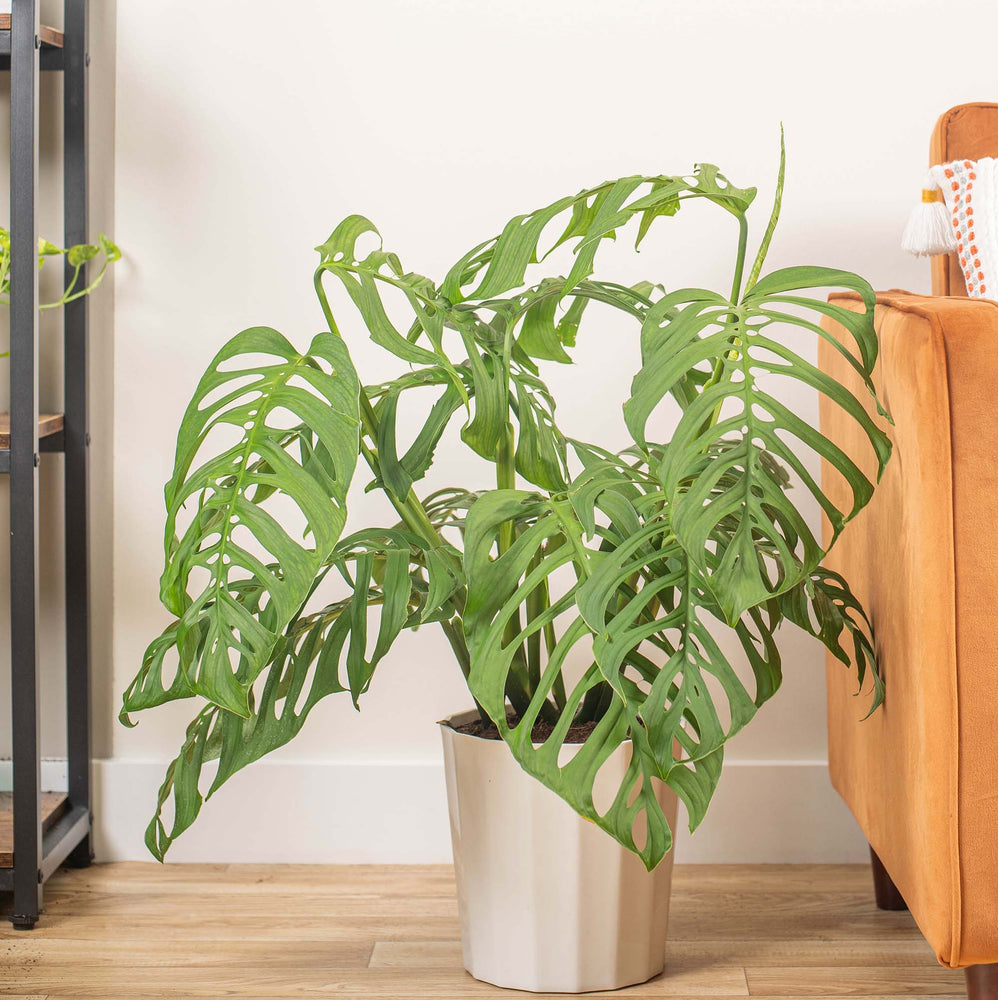 Monstera 'Esqueleto' | Seller's Choice, Hong Kong Collection