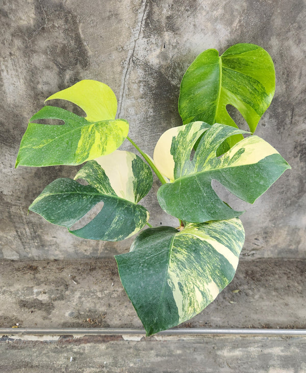 Monstera borsigiana Aurea Variegated (long stem) | Seller's Choice, Hainan Collection
