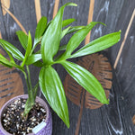 Monstera subpinnata | Seller's Choice, Hong Kong Collection