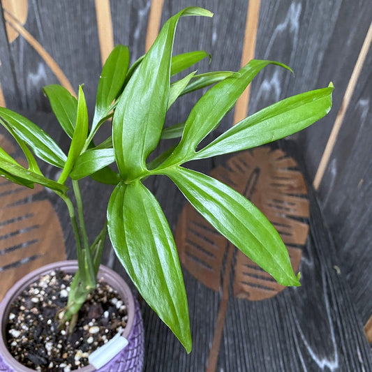 Monstera subpinnata | Seller's Choice, Hong Kong Collection