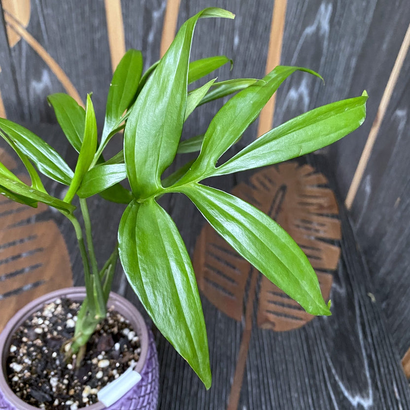 Monstera subpinnata | Seller's Choice, Hong Kong Collection