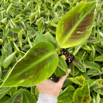 Musa 'Tropicana/Dwarf Cavendish' | Seller's Choice, Hong Kong Collection
