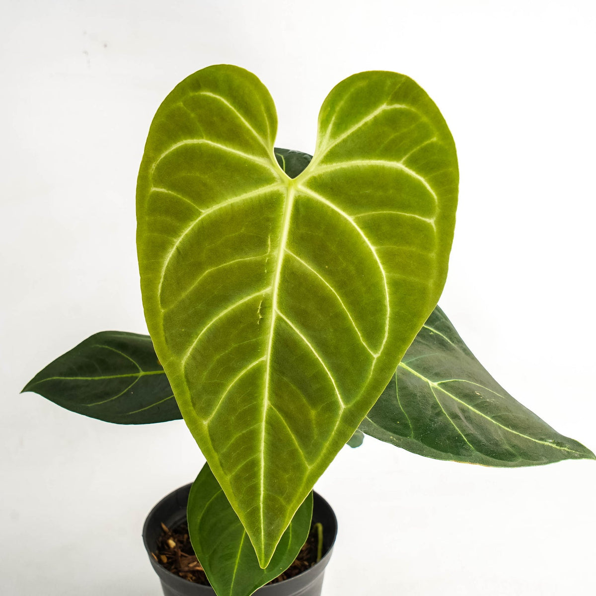 Anthurium regale hybrid | Seller's Choice, Hong Kong Collection