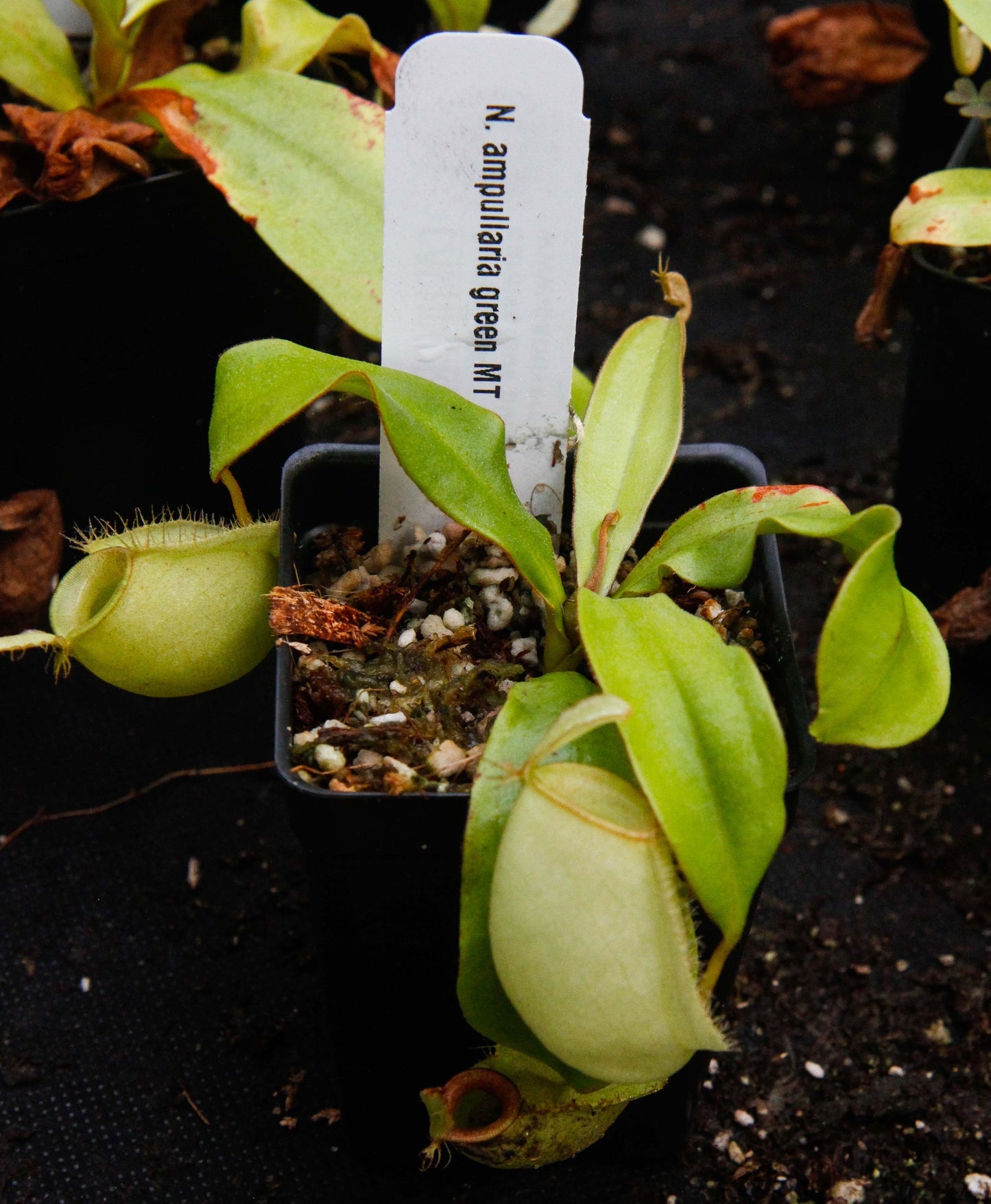 Nepenthes ampullaria 'Green' | Seller's Choice, Hong Kong Collection