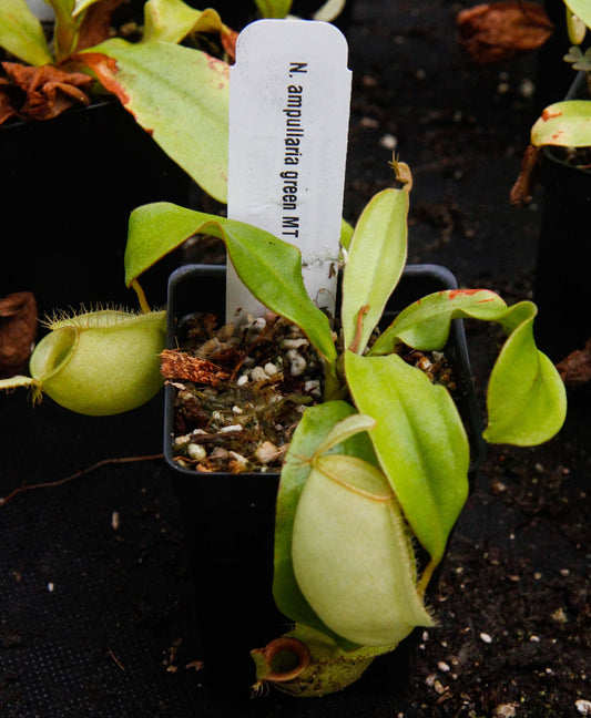 Nepenthes ampullaria 'Green' | Seller's Choice, Hong Kong Collection