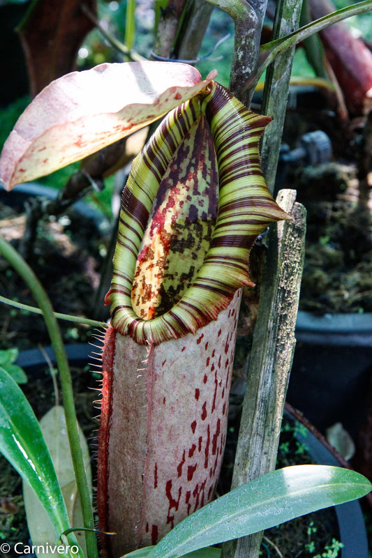 Nepenthes northiana | Seller's Choice, Hong Kong Collection