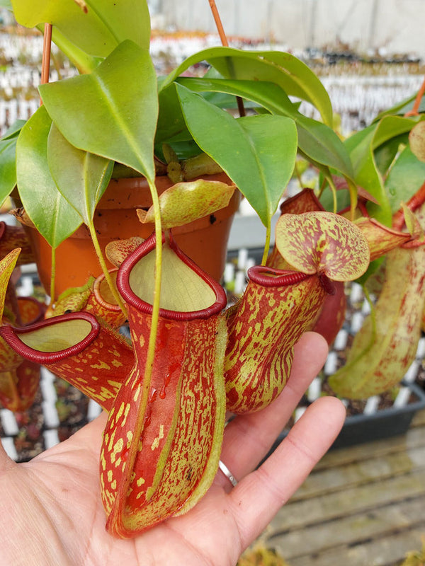 Nepenthes 'Gaya' | Seller's Choice, Hong Kong Collection