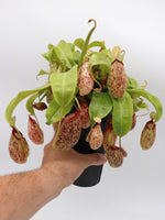 Nepenthes hookerana | Seller's Choice, Hong Kong Collection