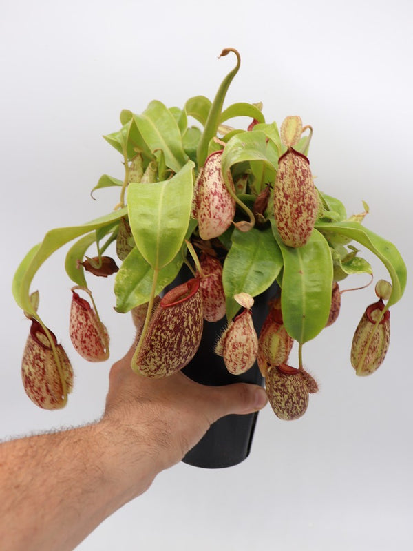 Nepenthes hookerana | Seller's Choice, Hong Kong Collection