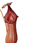 Nepenthes 'Rob' TC | Seller's Choice, Hainan Collection
