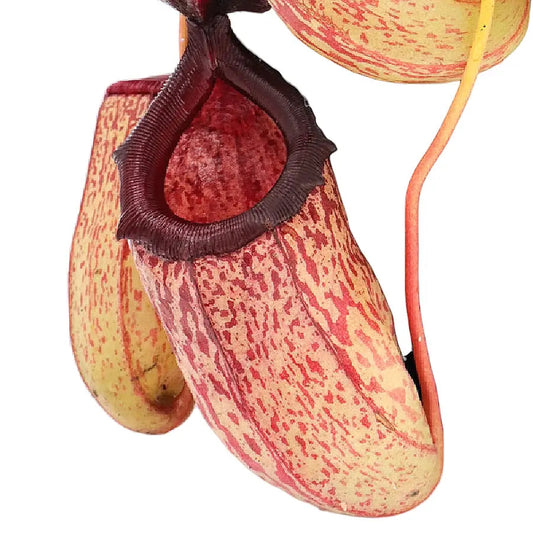 Nepenthes 'Sam' TC | Seller's Choice, Hainan Collection