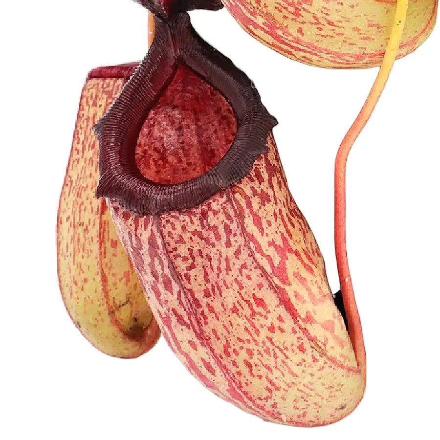 Nepenthes 'Sam' TC | Seller's Choice, Hainan Collection