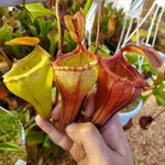 Nepenthes flava | Seller's Choice, Hong Kong Collection