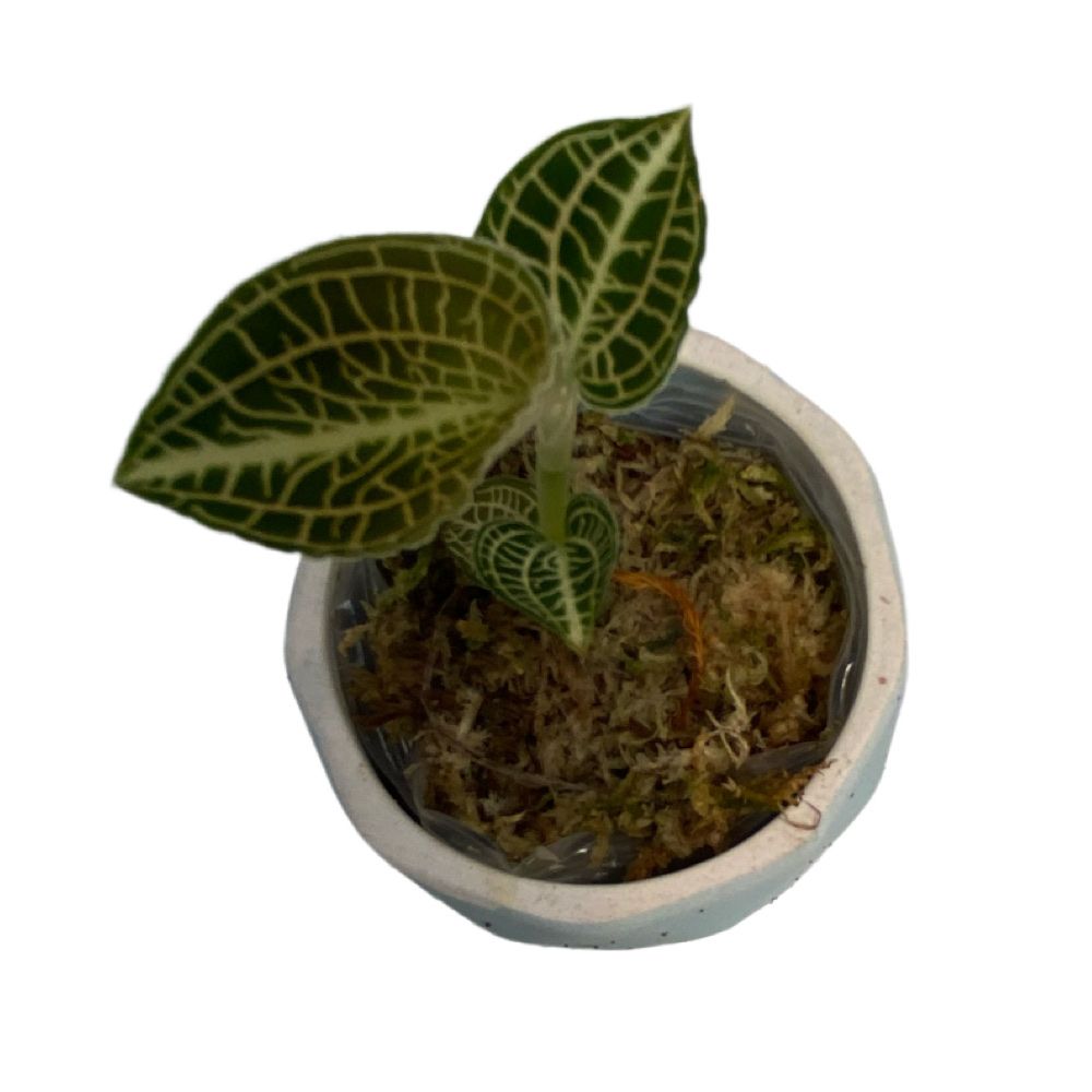 Anoectochilus 'Emerald Gold' hybrid | Seller's Choice, Hong Kong Collection