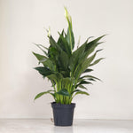 Spathiphyllum 'Crown' | Seller's Choice, Hong Kong Collection