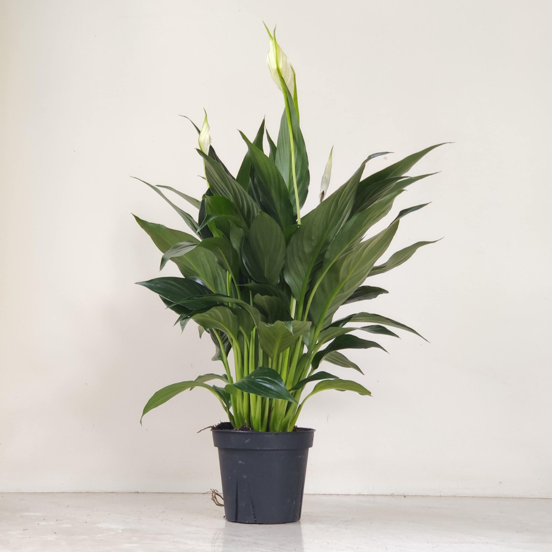 Spathiphyllum 'Crown' | Seller's Choice, Hong Kong Collection