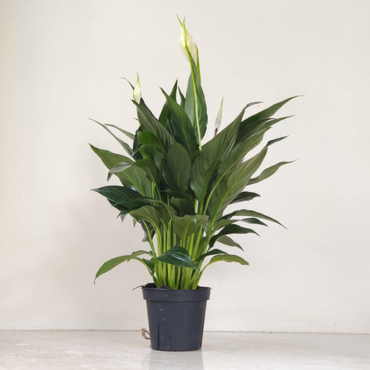 Spathiphyllum 'Crown' | Seller's Choice, Hong Kong Collection