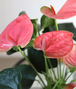 Anthrium 'Lovely Pink' | Seller's Choice, Hong Kong Collection