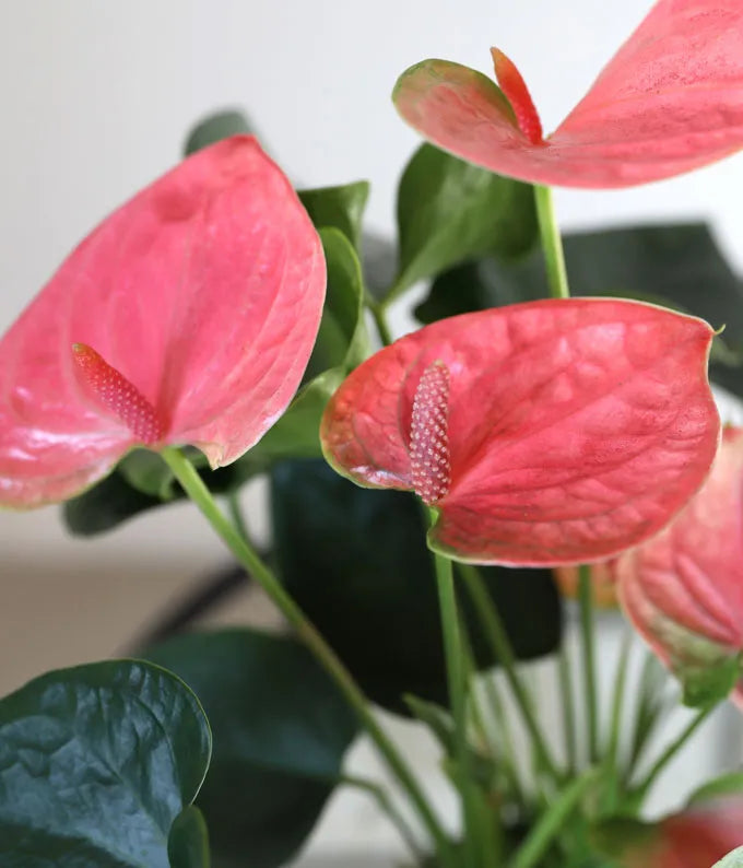 Anthrium 'Lovely Pink' | Seller's Choice, Hong Kong Collection