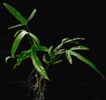 Philodendron holtonianum. | Seller's Choice, Hong Kong Collection