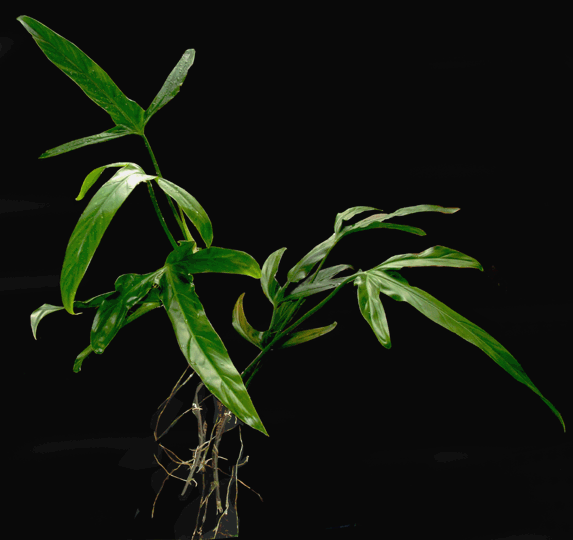 Philodendron holtonianum. | Seller's Choice, Hong Kong Collection