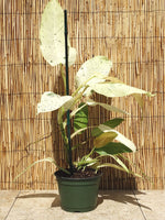 Philodendron Whipple Way TC | Grower's Choice, Foshan Collection