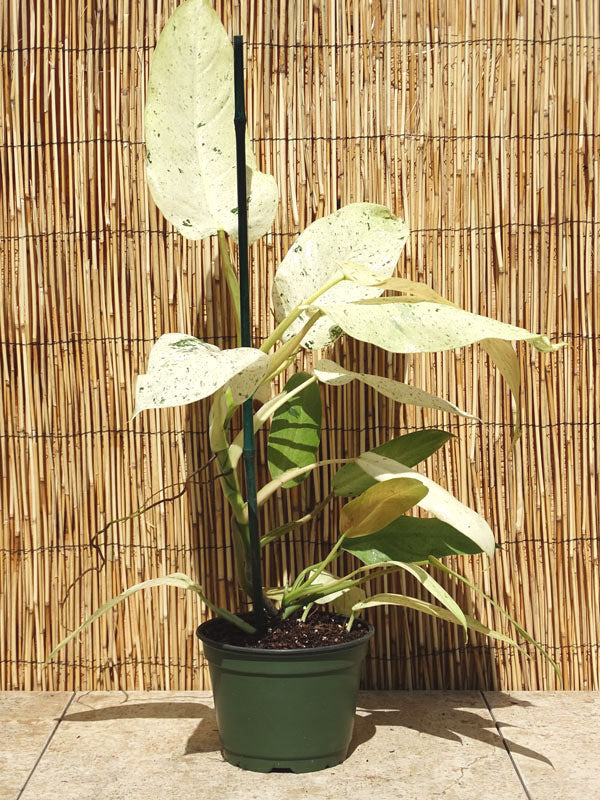 Philodendron Whipple Way TC | Grower's Choice, Foshan Collection