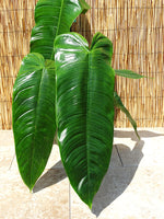 Philodendron tenue | Seller's Choice, Hong Kong Collection