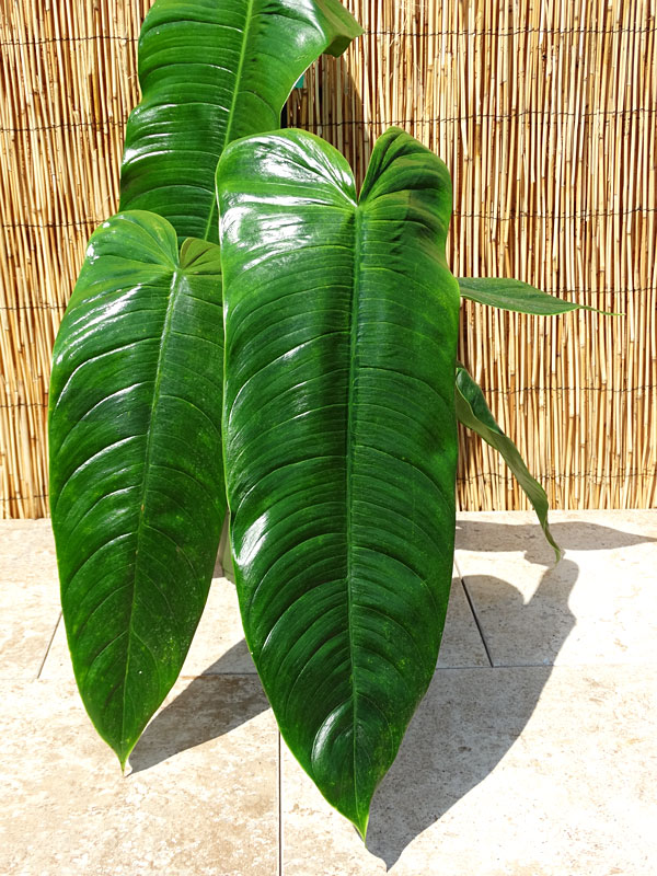 Philodendron tenue | Seller's Choice, Hong Kong Collection