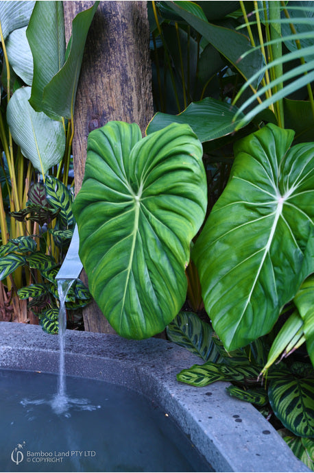 Philodendron Dean McDowell | Seller's Choice, Hainan Collection