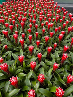 Guzmania 'Snowflake' | Seller's Choice, Hong Kong Collection