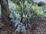 Polypodium aureum 'Blue Star' | Seller's Choice, Hong Kong Collection