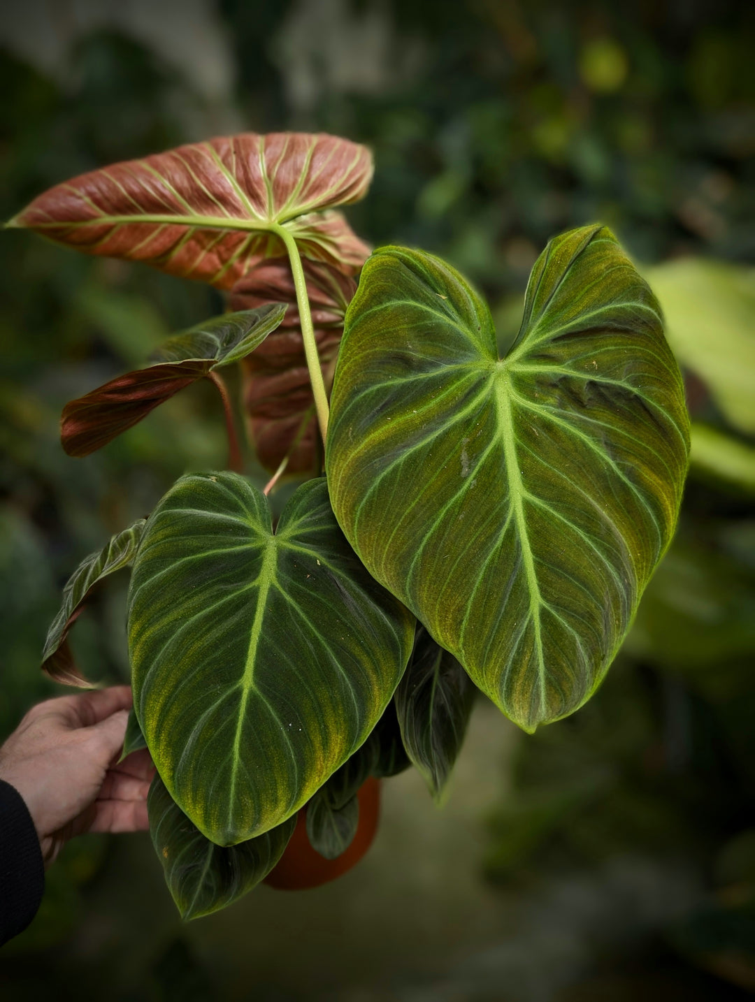 Philodendron 'Choco Red' | Seller's Choice, Hong Kong Collection