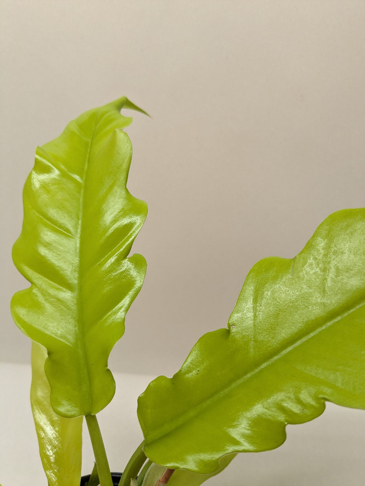 Philodendron 'Golden Serratum'/Golden crocodile) | Seller's Choice, Hainan Collection