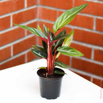 Calathea sanguinea | Seller's Choice, Hainan Collection