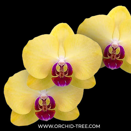 Phaelenopsis 'Heart Orange' | Seller's Choice, Hong Kong Collection