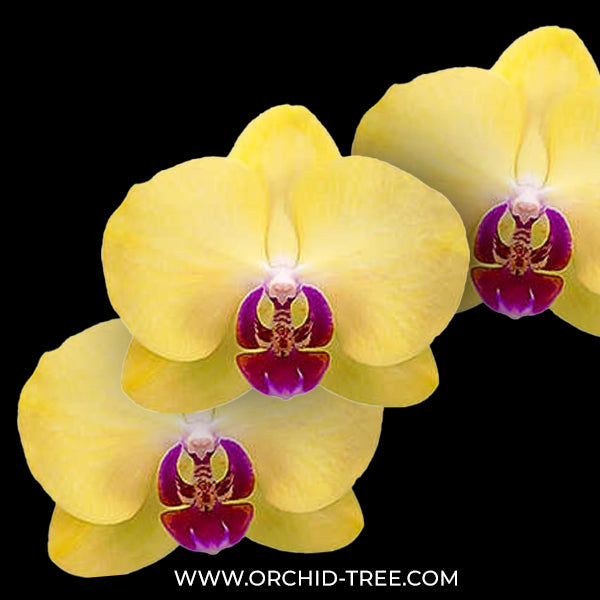 Phaelenopsis 'Heart Orange' | Seller's Choice, Hong Kong Collection