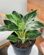 Philodendron 'Birkin' | Seller's Choice, Hainan Collection