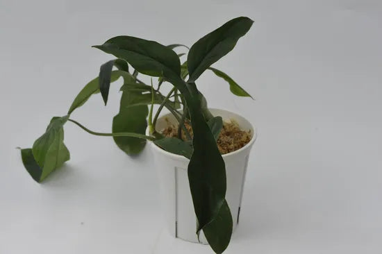 Philodendron Code 69686' | Seller's Choice, Hong Kong Collection