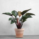Philodendron 'Rojo Congo' | Seller's Choice, Hong Kong Collection