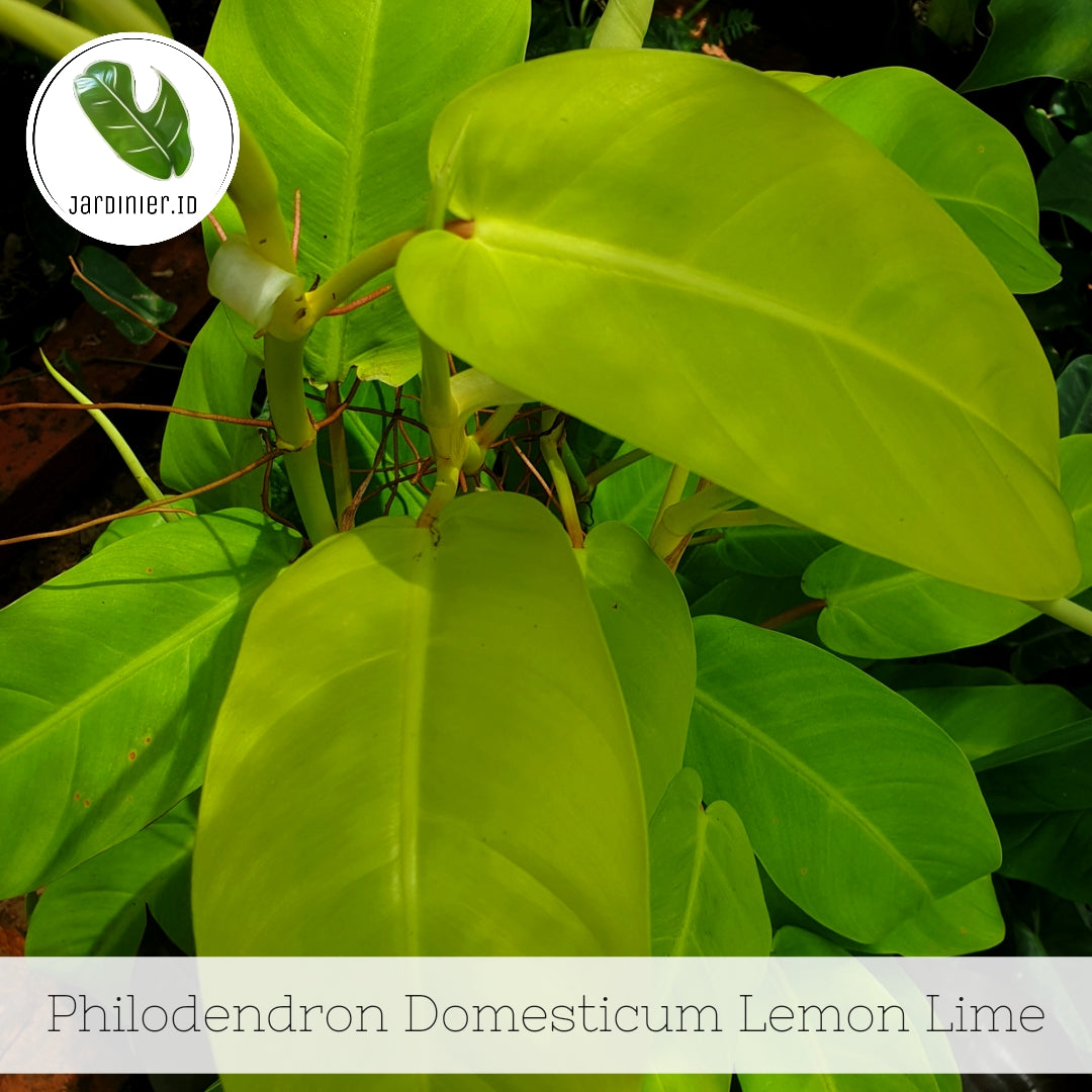 Philodendron x domesticum 'Lemon lime' | Seller's Choice, Hainan Collection