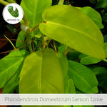 Philodendron x domesticum 'Lemon lime' | Seller's Choice, Hainan Collection