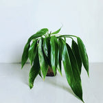 Philodendron heather may | Seller's Choice, Hong Kong Collection