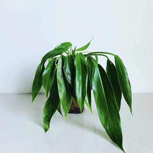 Philodendron heather may | Seller's Choice, Hong Kong Collection