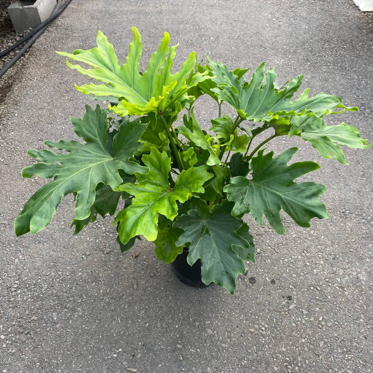 Philodendron selloum 'Hope' | Seller's Choice, Hainan Collection