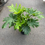 Philodendron selloum 'Hope' | Seller's Choice, Hainan Collection